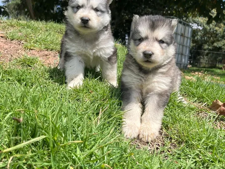 Alaskan Malamute de raza pura en casa — Mascooriente