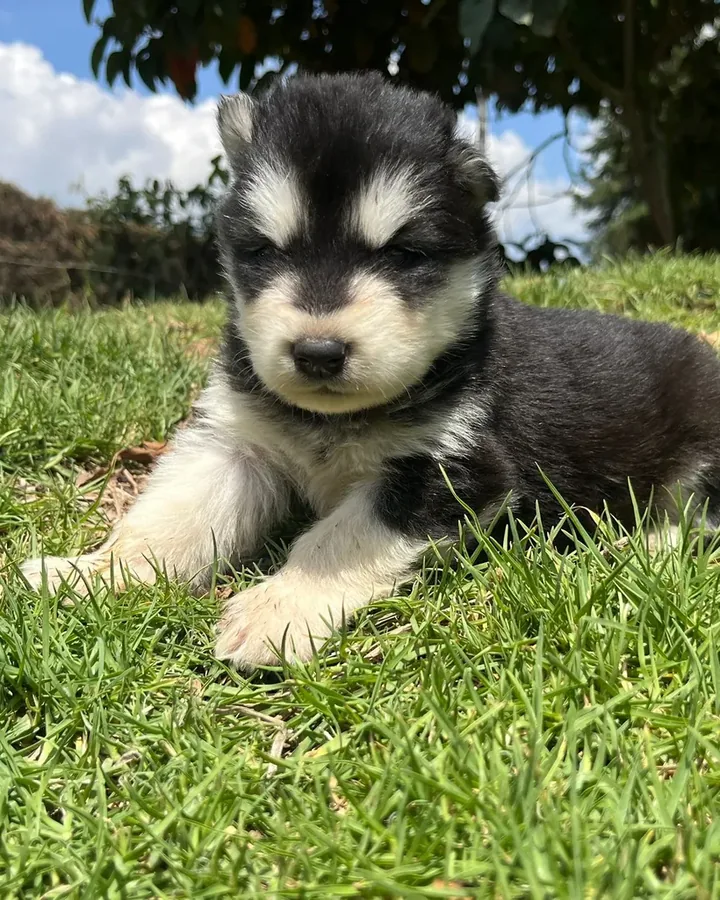 Alaskan Malamute de raza pura — Mascooriente