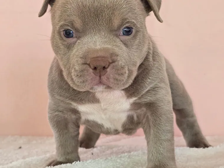 American Bully — carácter y personalidad