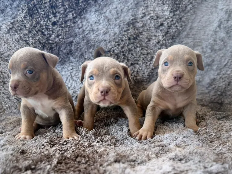 American Bully — cuidados