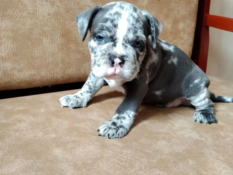 American Bully de raza pura en casa — Mascooriente