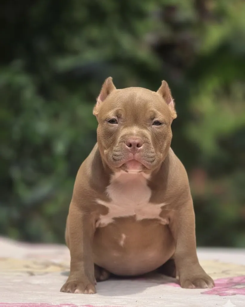 American Bully de raza pura — Mascooriente