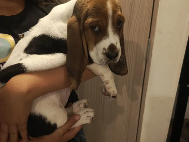 Basset Hound — cuidados