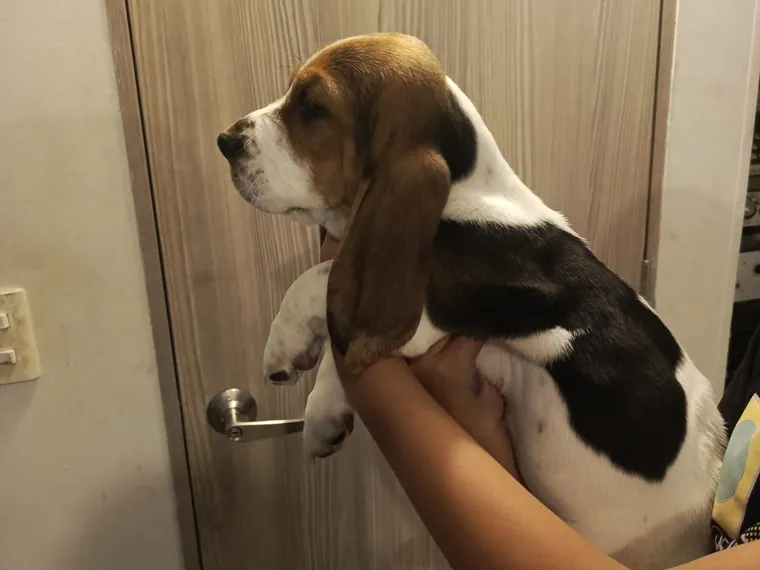Basset Hound de raza pura en casa — Mascooriente