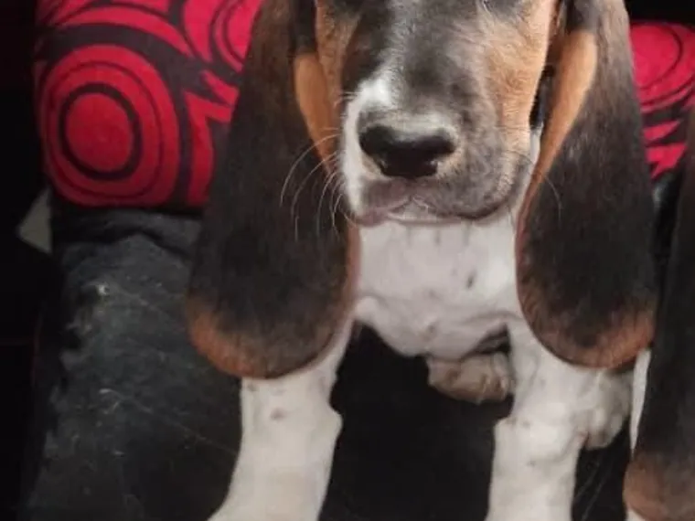 Basset Hound de raza pura — Mascooriente
