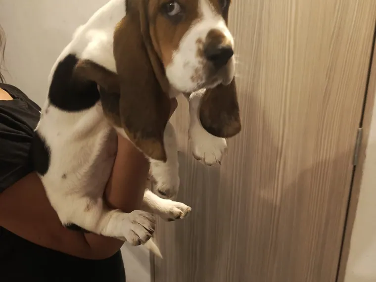Basset Hound de raza pura — Mascooriente