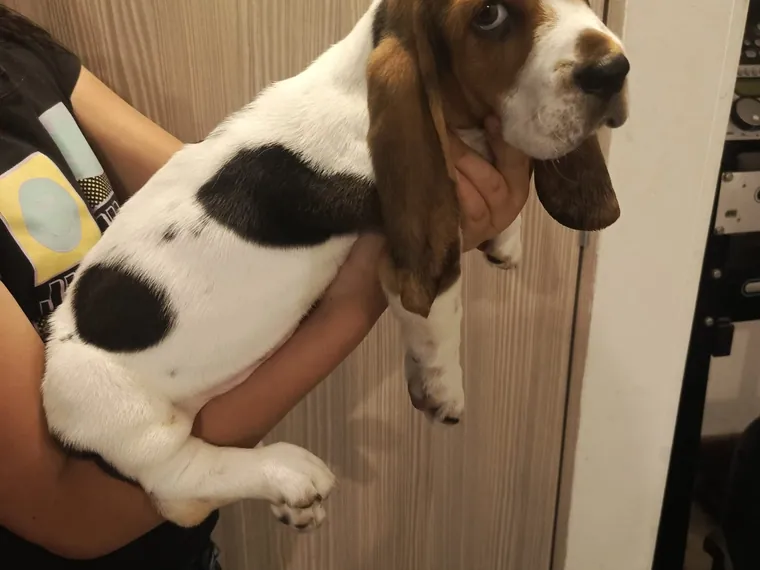 Basset Hound de raza pura — Mascooriente