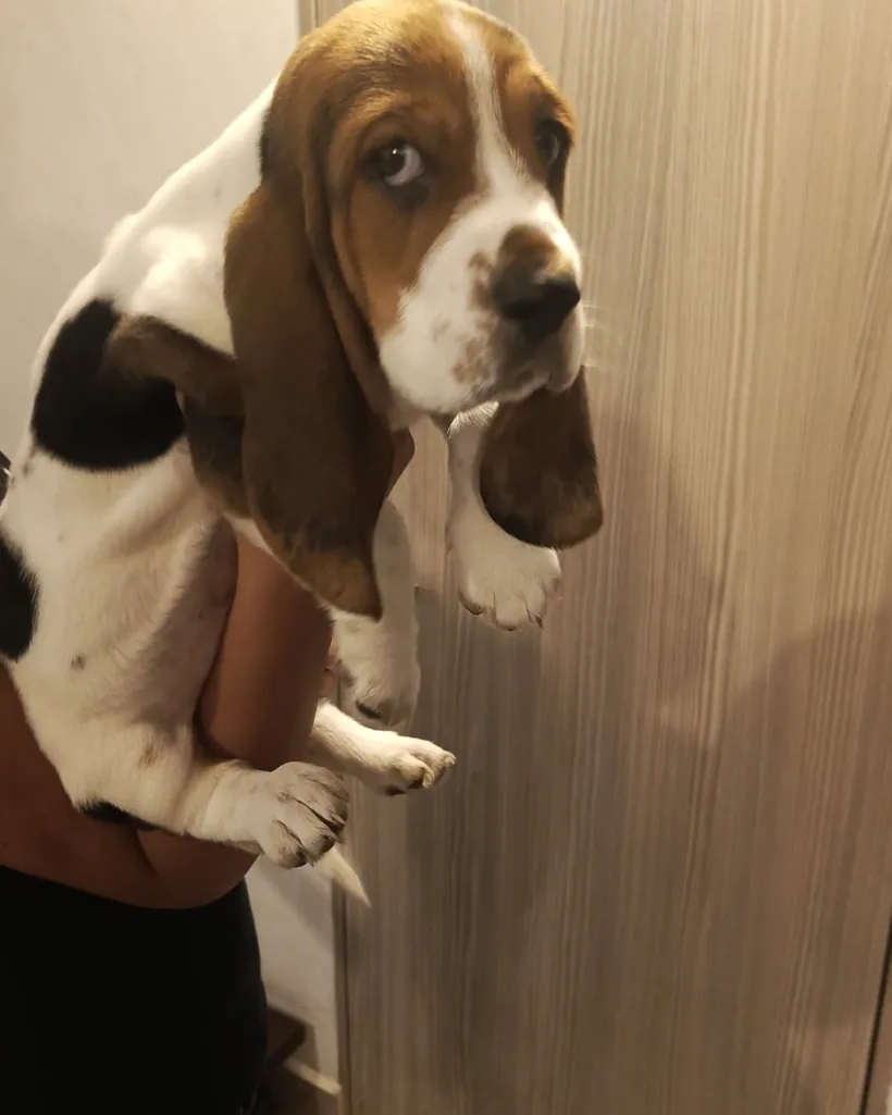 Basset Hound de raza pura — Mascooriente