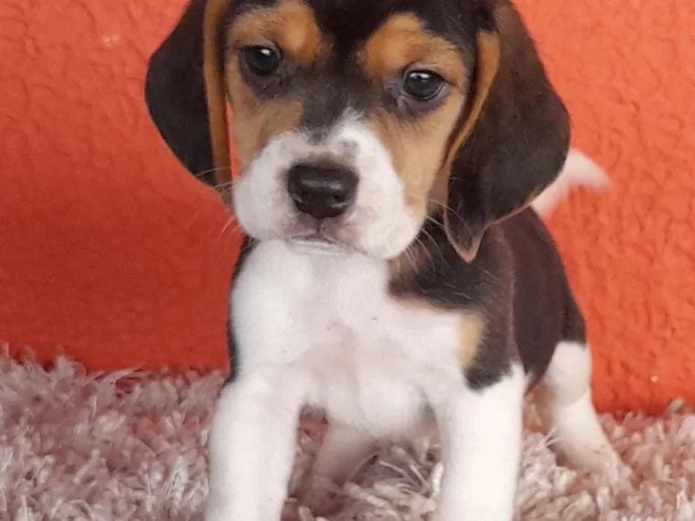 Beagle — carácter y personalidad