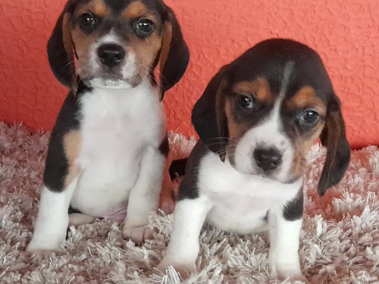 Beagle — cuidados