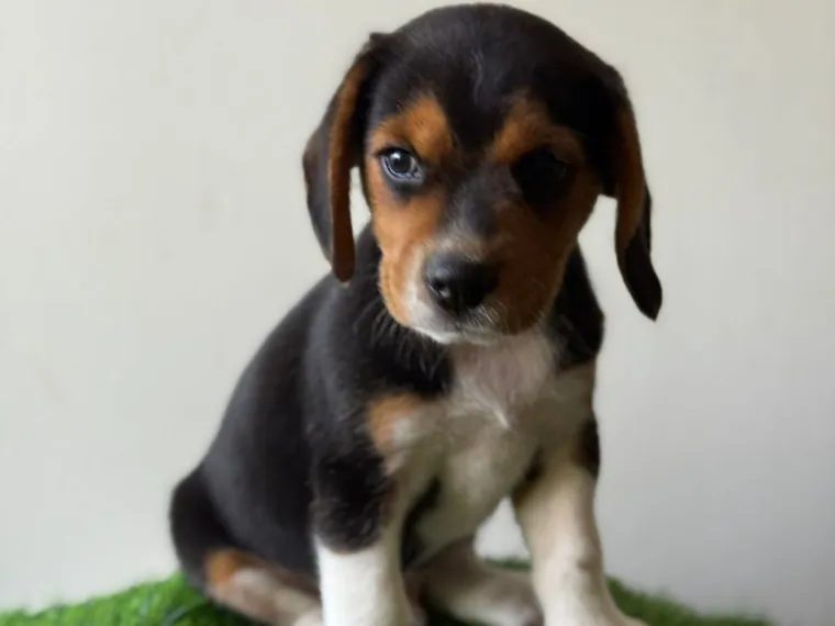 Beagle de raza pura en casa — Mascooriente