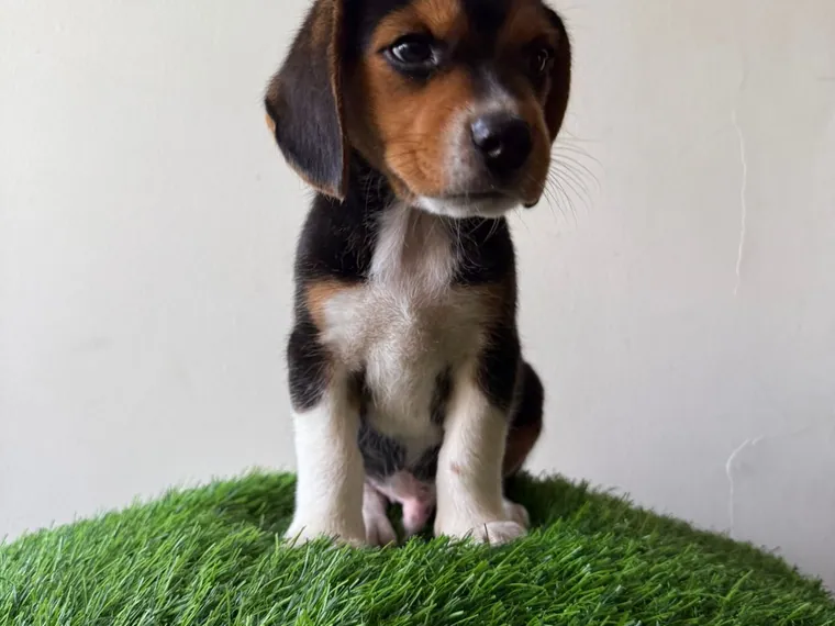 Beagle de raza pura — Mascooriente