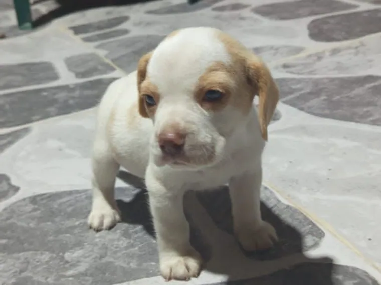 Beagle de raza pura — Mascooriente