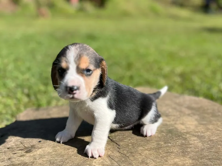 Beagle de raza pura — Mascooriente