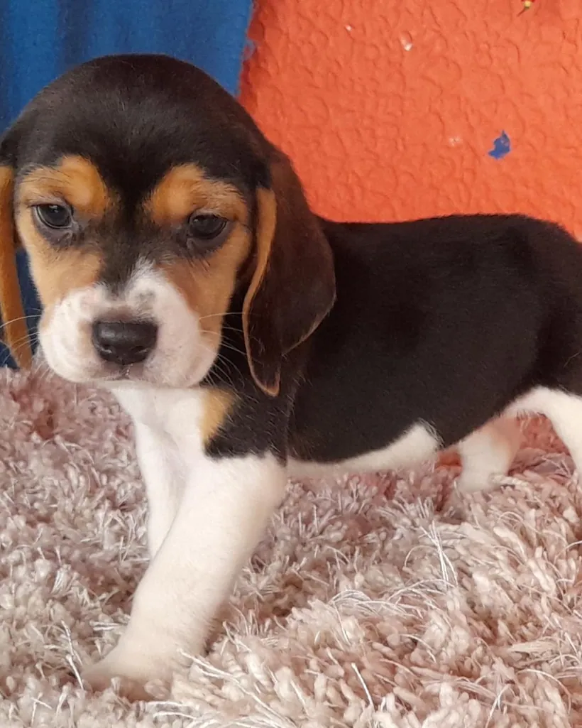 Beagle de raza pura — Mascooriente