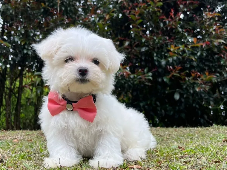 Bichón Maltés — carácter y personalidad