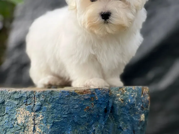 Bichón Maltés — cuidados