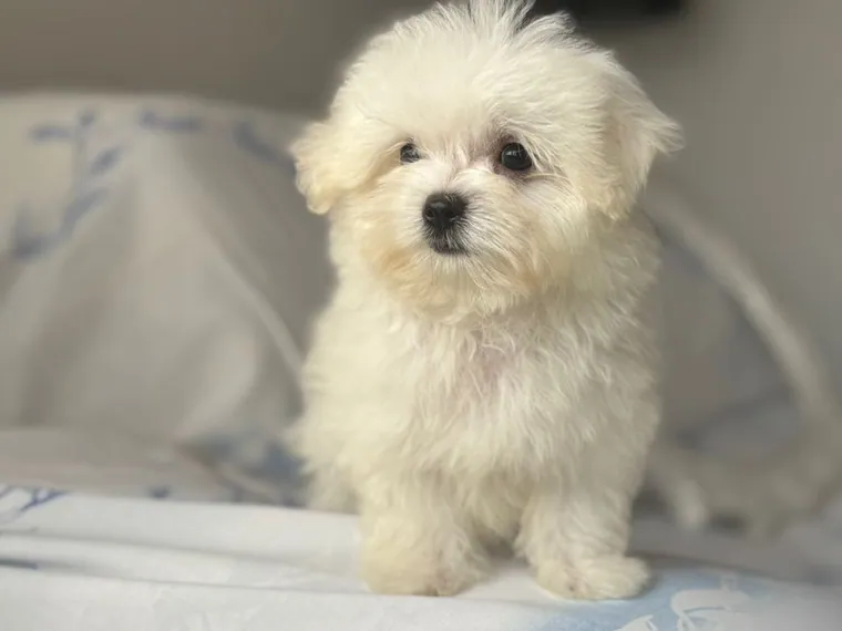 Bichón Maltés de raza pura en casa — Mascooriente