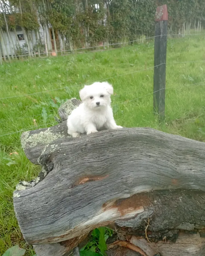 Bichón Maltés de raza pura — Mascooriente