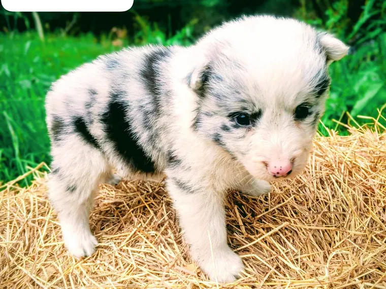Border Collie — carácter y personalidad