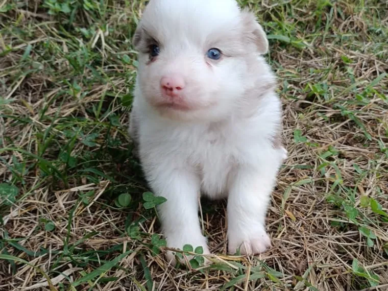 Border Collie — cuidados