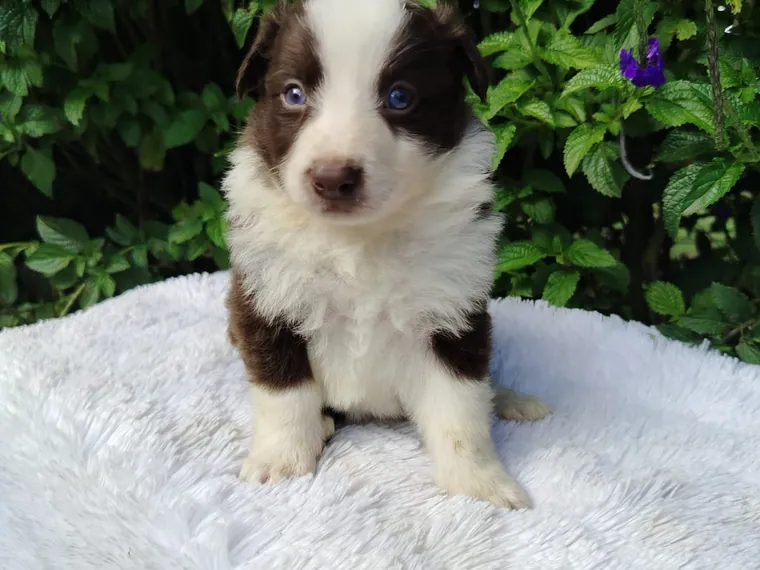 Border Collie de raza pura en casa — Mascooriente