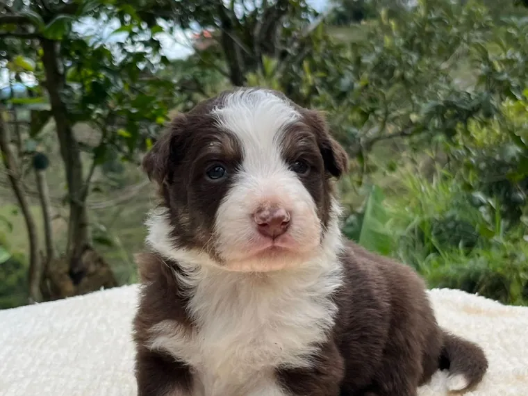 Border Collie de raza pura — Mascooriente