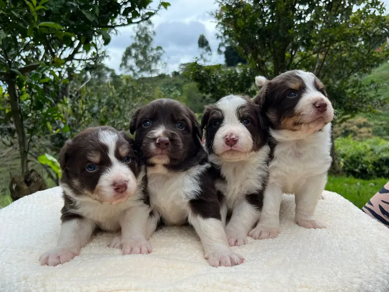 Border Collie de raza pura — Mascooriente
