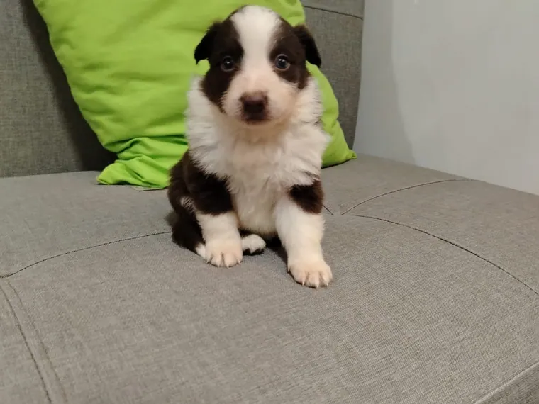 Border Collie de raza pura — Mascooriente