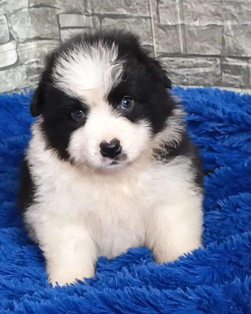 Border Collie de raza pura — Mascooriente
