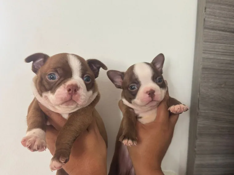 Boston Terrier — carácter y personalidad
