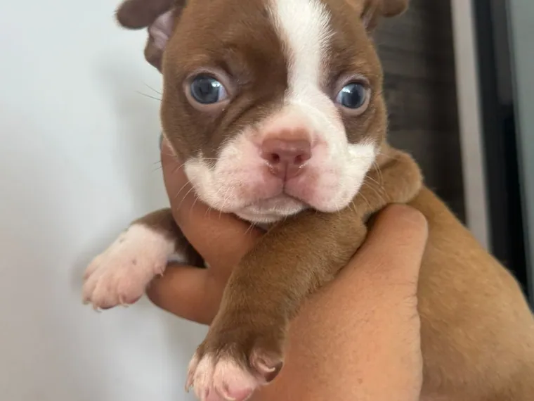 Boston Terrier — cuidados