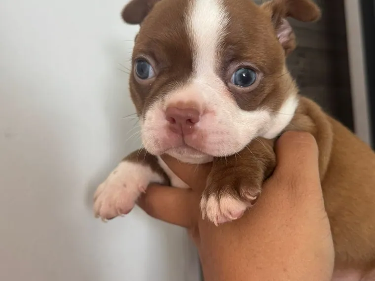 Boston Terrier de raza pura en casa — Mascooriente