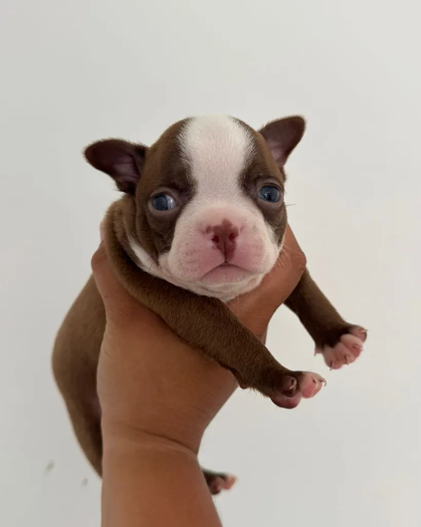 Boston Terrier de raza pura — Mascooriente
