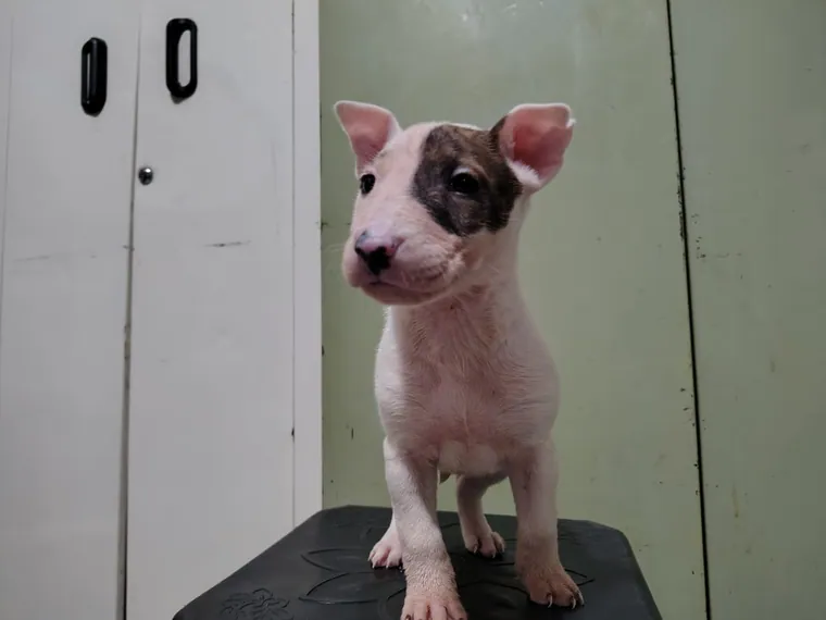 Bull Terrier — carácter y personalidad