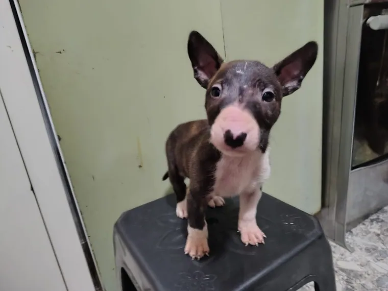 Bull Terrier — cuidados