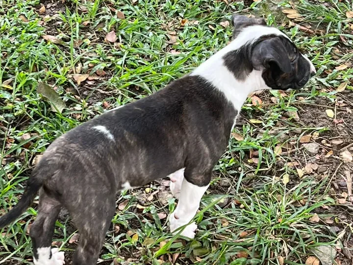 Bull Terrier de raza pura en casa — Mascooriente