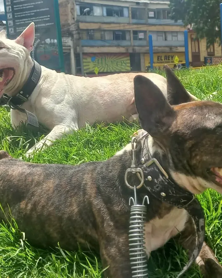 Bull Terrier de raza pura — Mascooriente