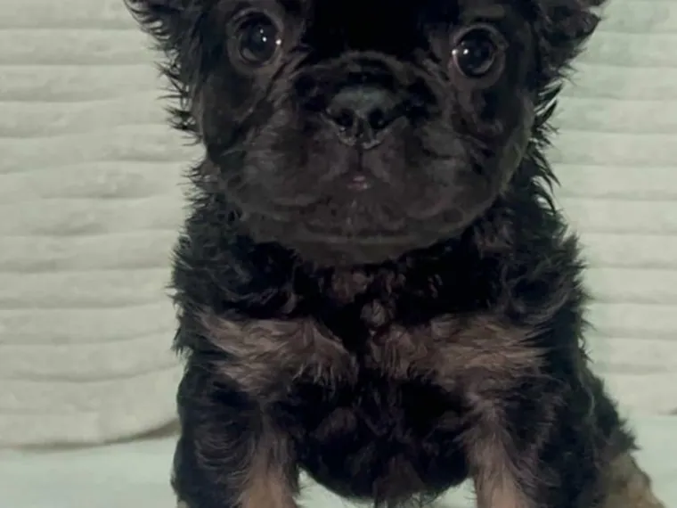 Bulldog Francés — cuidados