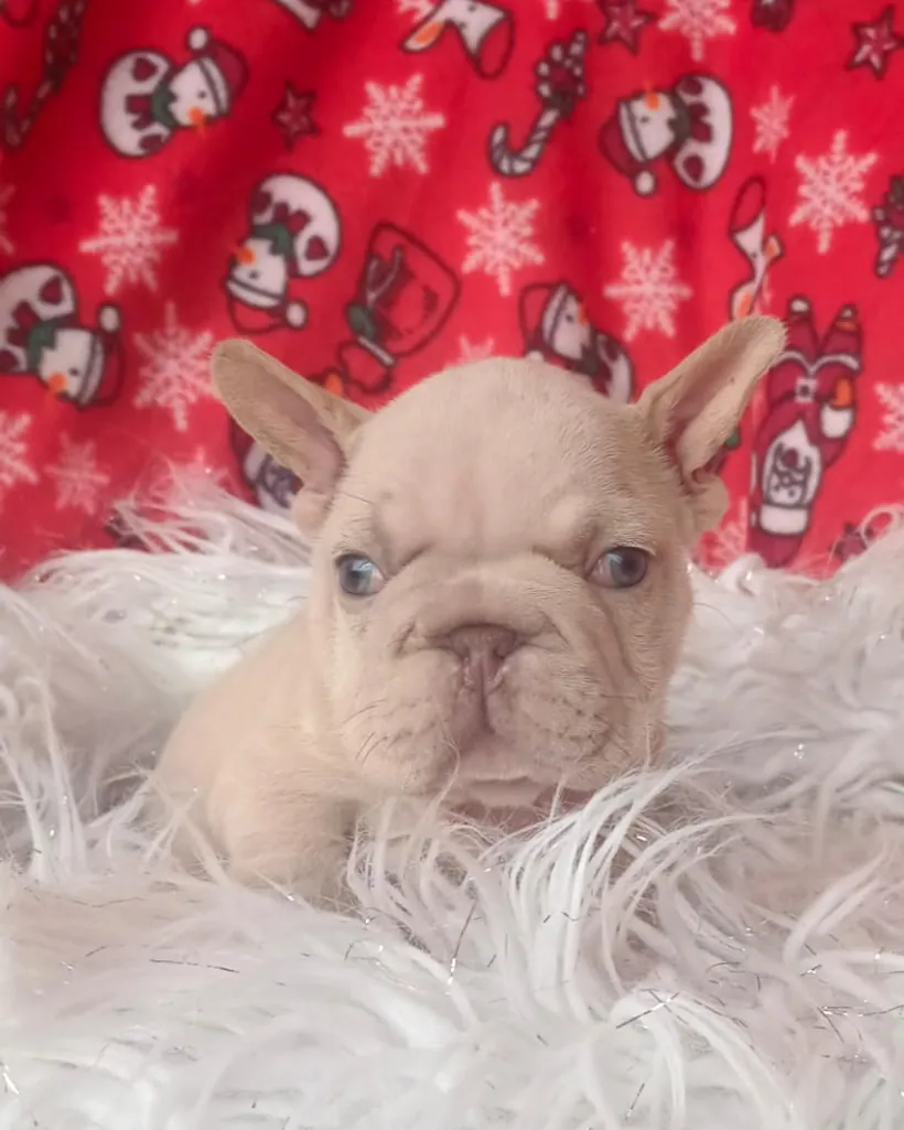 Bulldog Francés de raza pura — Mascooriente