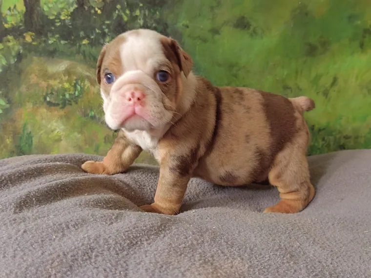 Bulldog Inglés — carácter y personalidad