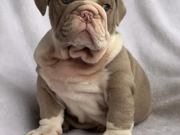 Bulldog Inglés — cuidados