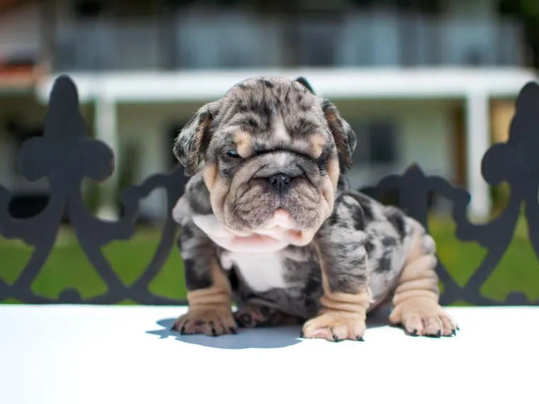 Bulldog Inglés de raza pura en casa — Mascooriente