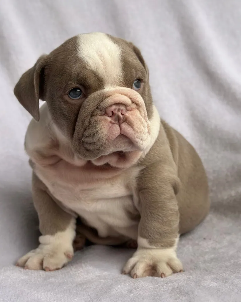 Bulldog Inglés de raza pura — Mascooriente
