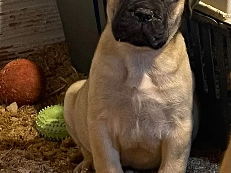 Bullmastiff — carácter y personalidad