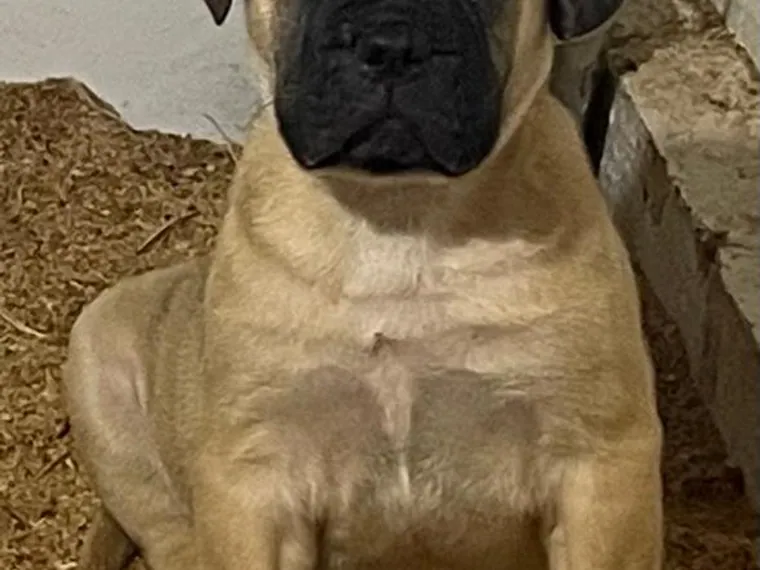 Bullmastiff — cuidados
