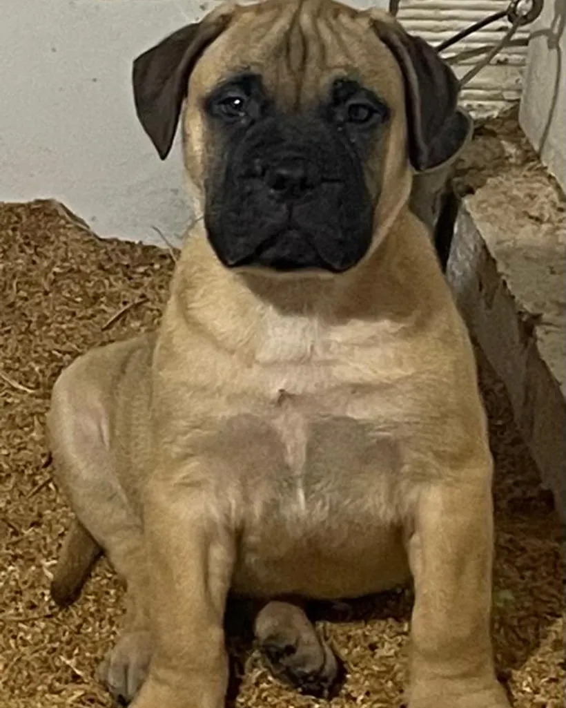 Bullmastiff de raza pura — Mascooriente