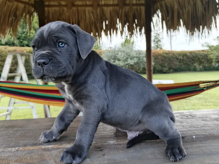 Cane Corso — carácter y personalidad