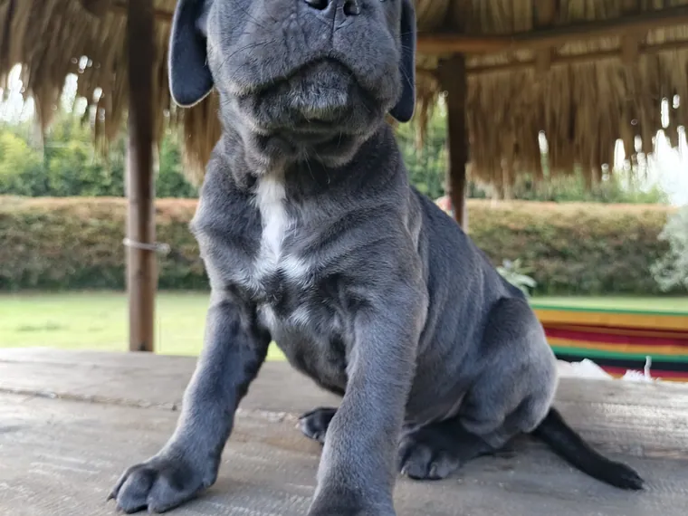 Cane Corso — cuidados