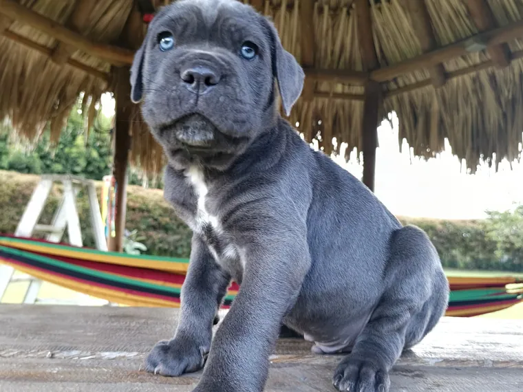 Cane Corso de raza pura en casa — Mascooriente